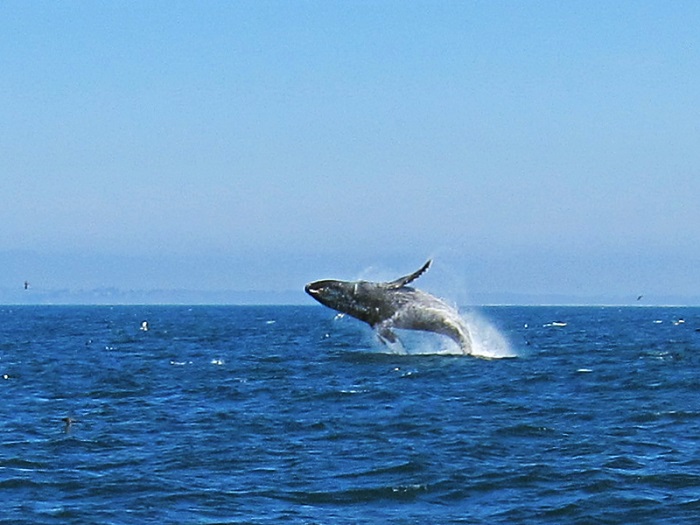 Humpback Whale Breached while Whale Watching in Monterey Bay California with Stagnaro Charters