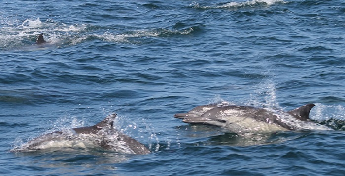 Common Dolphins while Whale Watching in Monterey Bay California with Stagnaro Charters