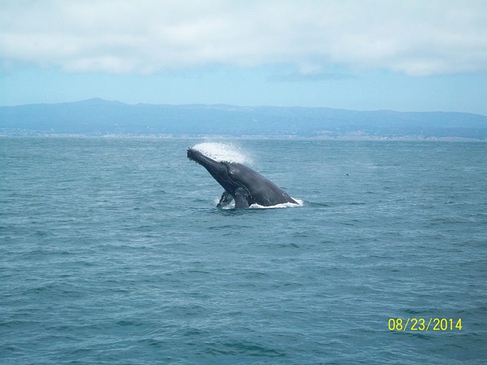 Whales and dolphins all near Santa Cruz while Whale Watching in Monterey Bay California with Stagnaro Charters