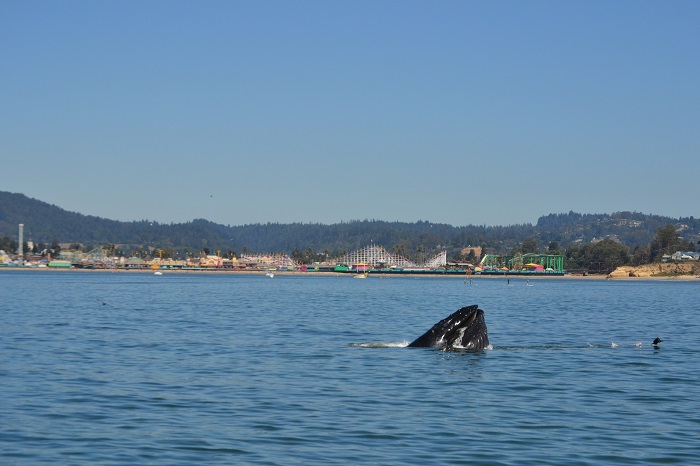 Humpbacks near Boardwalk in Santa Cruz! while Whale Watching in Monterey Bay California with Stagnaro Charters