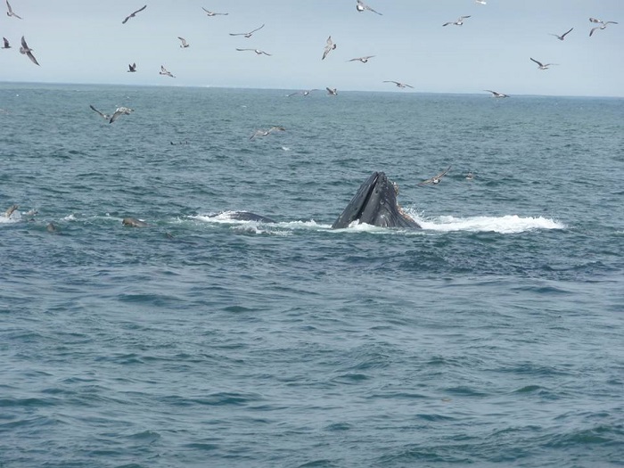 Whale while Whale Watching in Monterey Bay California with Stagnaro Charters