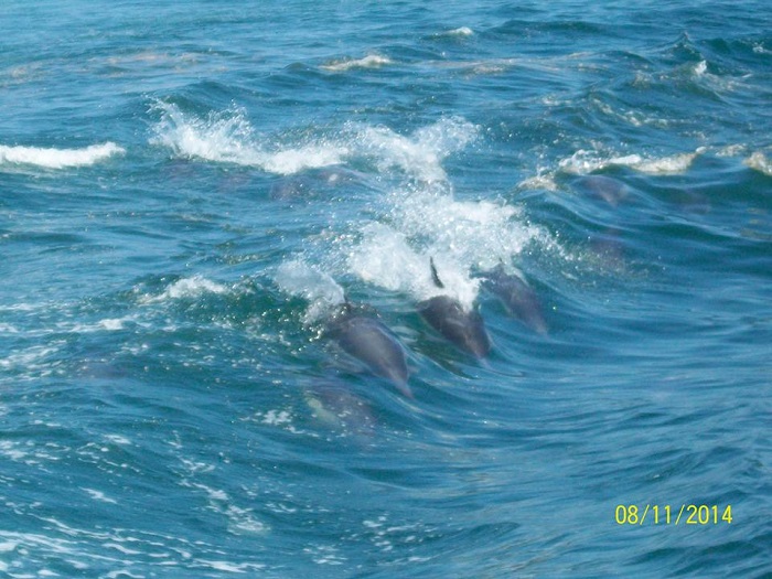 Dolphins while Whale Watching in Monterey Bay California with Stagnaro Charters
