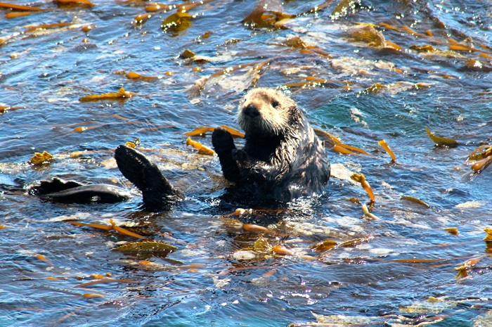 Sea Otters while Whale Watching in Monterey Bay California with Stagnaro Charters
