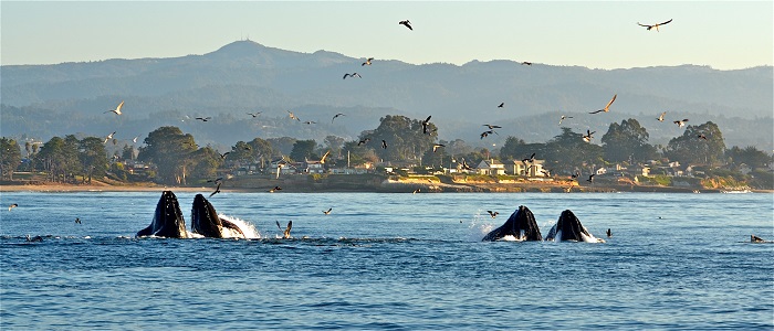 xxxxxxxxxxx while Whale Watching in Monterey Bay California with Stagnaro Charters