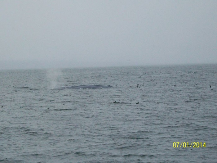 Tuesday Blue whales in Monterey Bay while Whale Watching in Monterey Bay California with Stagnaro Charters
