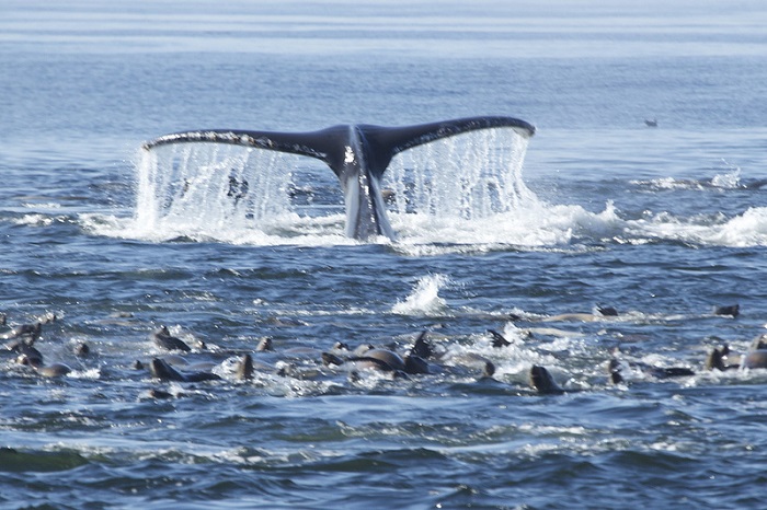 xxxxxxxxxxx while Whale Watching in Monterey Bay California with Stagnaro Charters