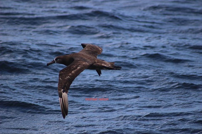Bird while Whale Watching in Monterey Bay California with Stagnaro Charters