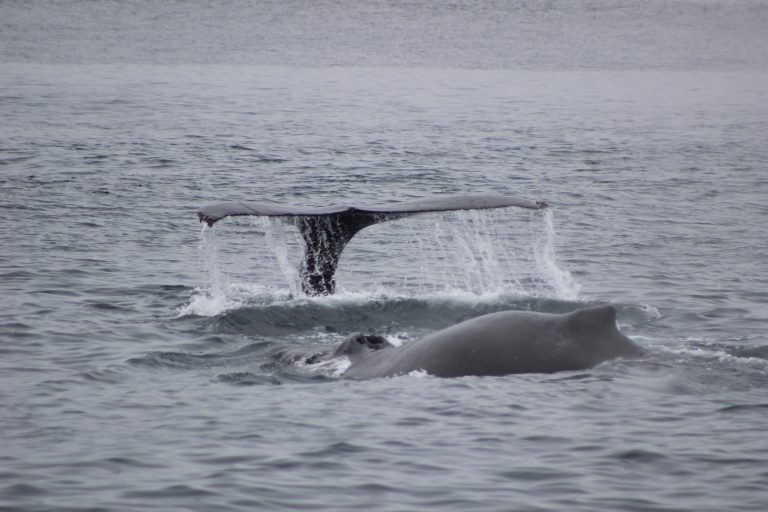 Humpback while Whale Watching in Monterey Bay California with Stagnaro Charters