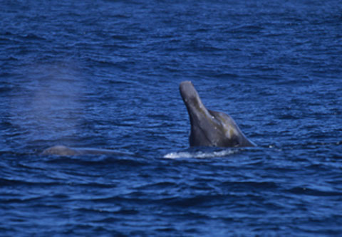 Baird's Beaked Whale while Whale Watching in Monterey Bay California with Stagnaro Charters