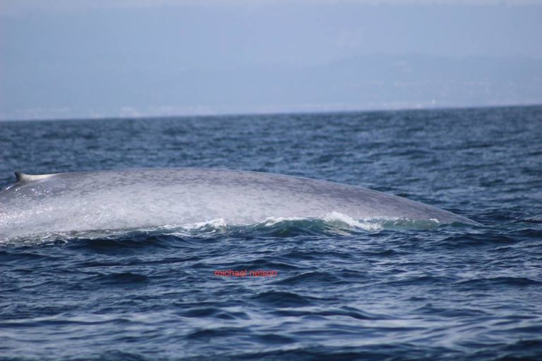 Blue Whales while Whale Watching in Monterey Bay California with Stagnaro Charters