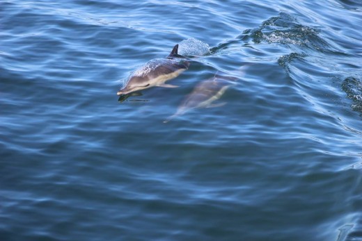 Bottlenose Dolphins while Whale Watching in Monterey Bay California with Stagnaro Charters