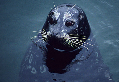 Harbor Seal while Whale Watching in Monterey Bay California with Stagnaro Charters
