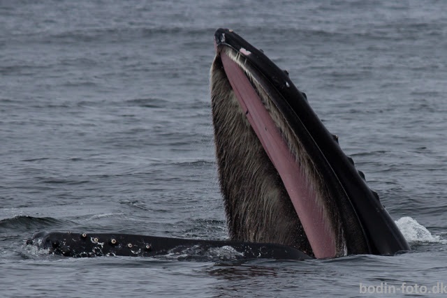 Humpback while Whale Watching in Monterey Bay California with Stagnaro Charters