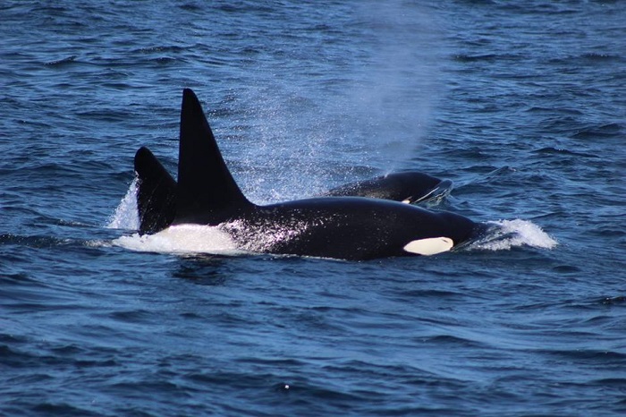 2 Killer Whales while Whale Watching in Monterey Bay California with Stagnaro Charters