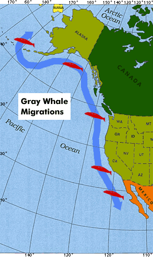 Migration map while Whale Watching in Monterey Bay California with Stagnaro Charters