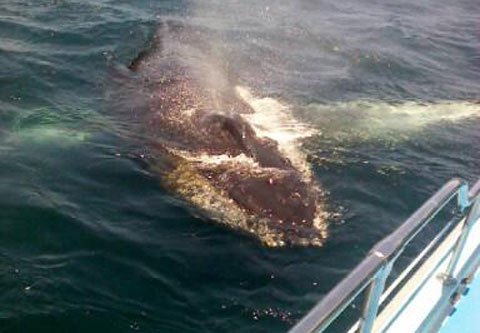 Monterey Bay Humpback Whale