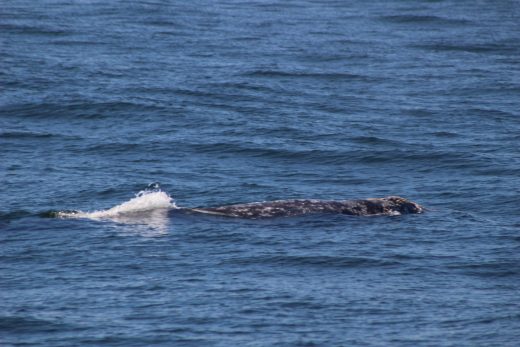 Gray while Whale Watching in Monterey Bay California with Stagnaro Charters
