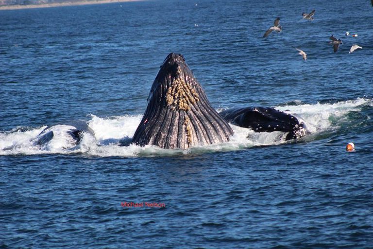 Lunge Feeding Whales while Whale Watching in Monterey Bay California with Stagnaro Charters