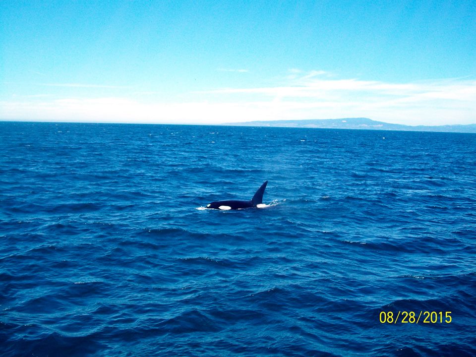 Orca on Monterey Bay while Whale Watching in Monterey Bay California with Stagnaro Charters