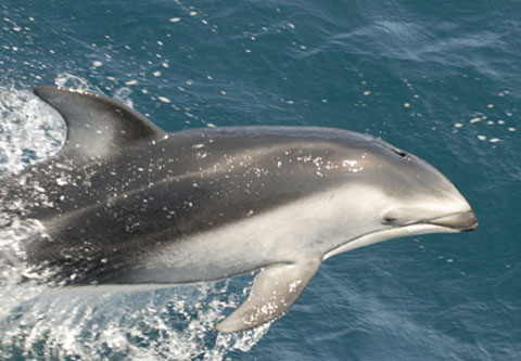 Pacific White-sided Dolphin while Whale Watching in Monterey Bay California with Stagnaro Charters