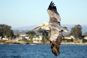 Pelican while Whale Watching in Monterey Bay California with Stagnaro Charters