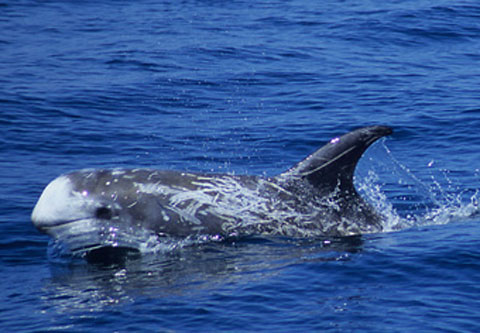 Risso's Dolphin while Whale Watching in Monterey Bay California with Stagnaro Charters