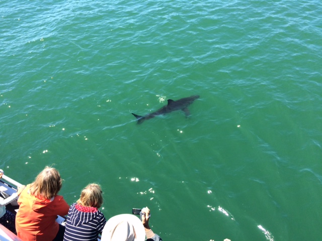 Great White Shark Encounters
