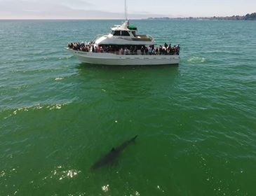Great White Shark Encounters