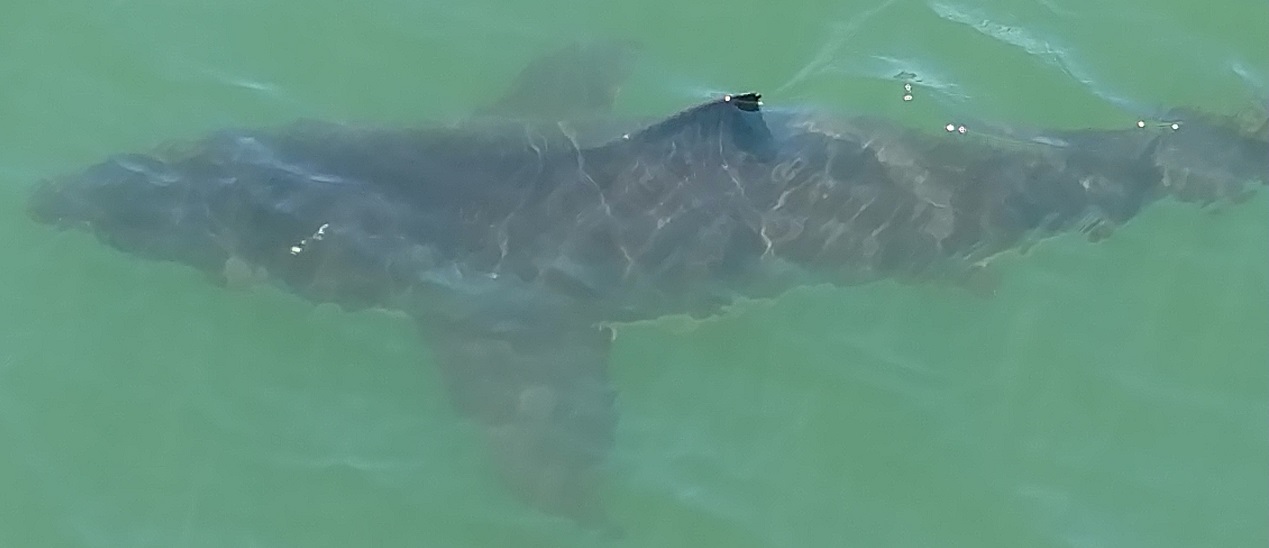 Great White Shark Encounters in Monterey Bay