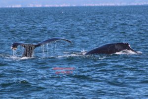 Grays while Whale Watching in Monterey Bay California with Stagnaro Charters