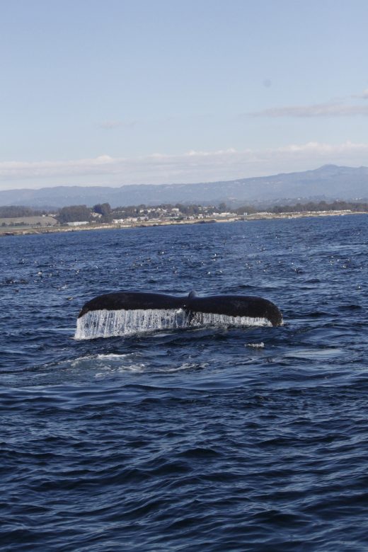 Huge Tail while Whale Watching in Monterey Bay California with Stagnaro Charters
