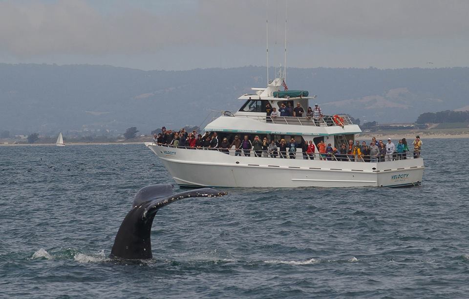 Velocity on Monterey Bay while Whale Watching in Monterey Bay California with Stagnaro Charters