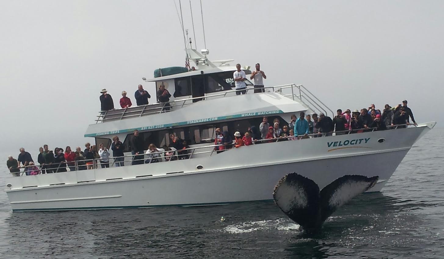 Humpback whales, dolphins, orcas active in Monterey Bay while Whale Watching in Monterey Bay California with Stagnaro Charters