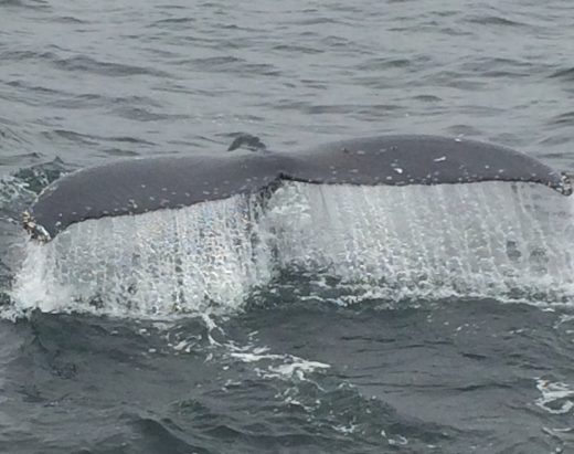 Blue Fin Whale while Whale Watching in Monterey Bay California with Stagnaro Charters