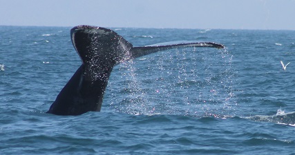 Huge Whale Tail while Whale Watching in Monterey Bay California with Stagnaro Charters