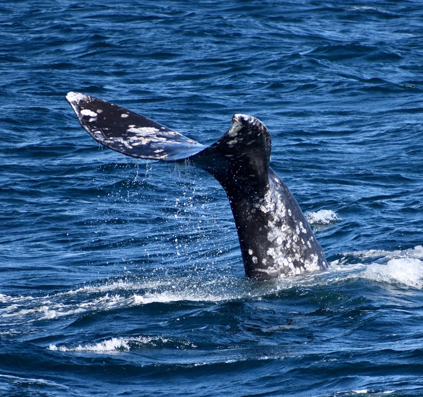 Gray Whale Tail Stagnaro Santa Cruz