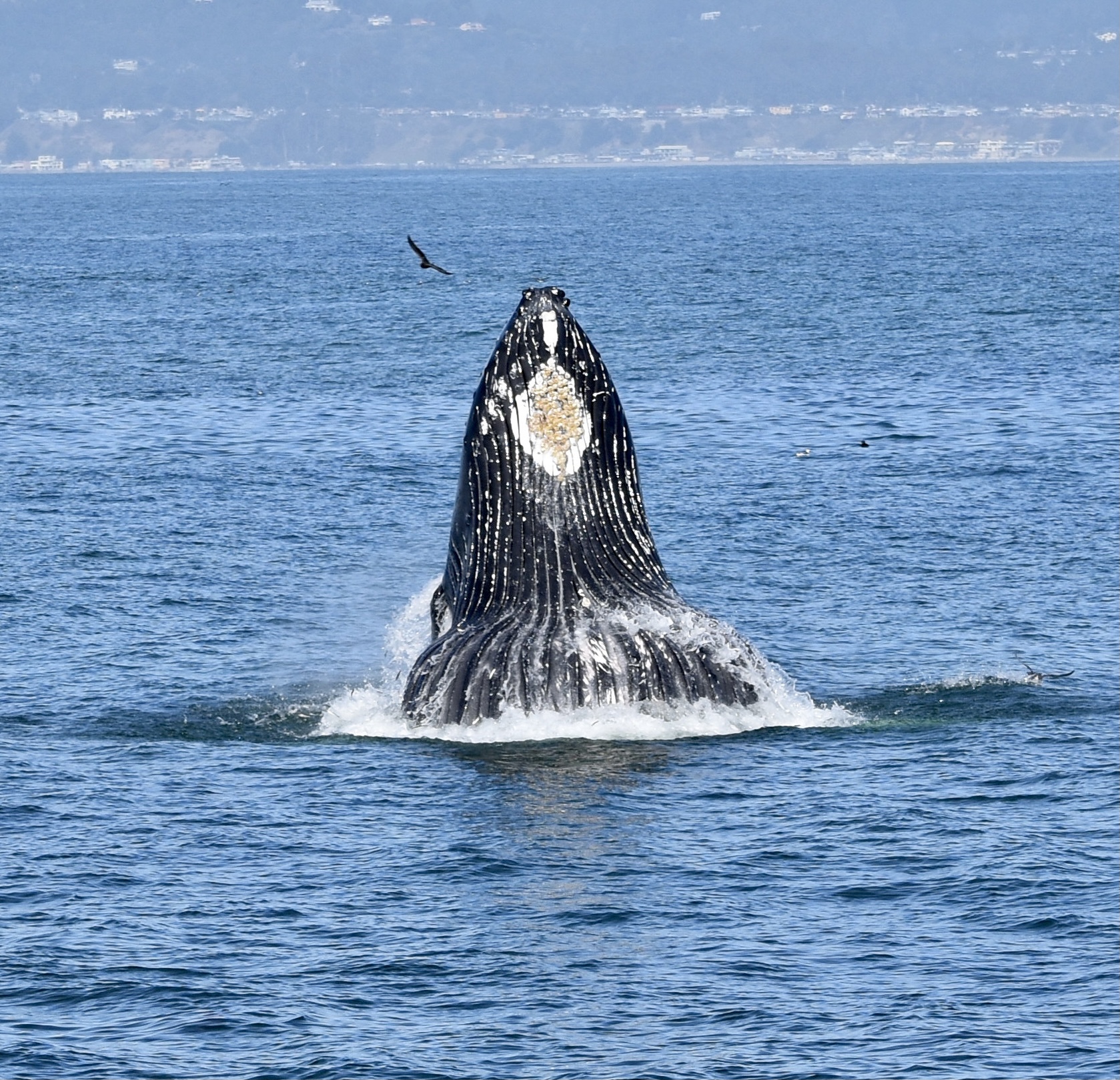 Stagnaro Charters Santa Cruz Whale Watching
