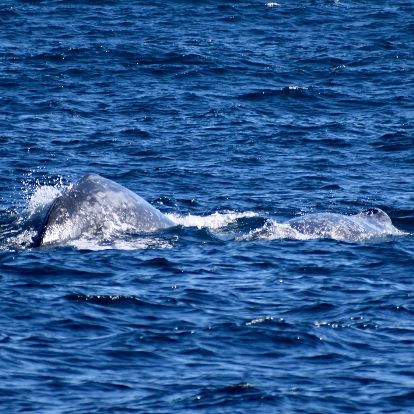 Two Gray Whales