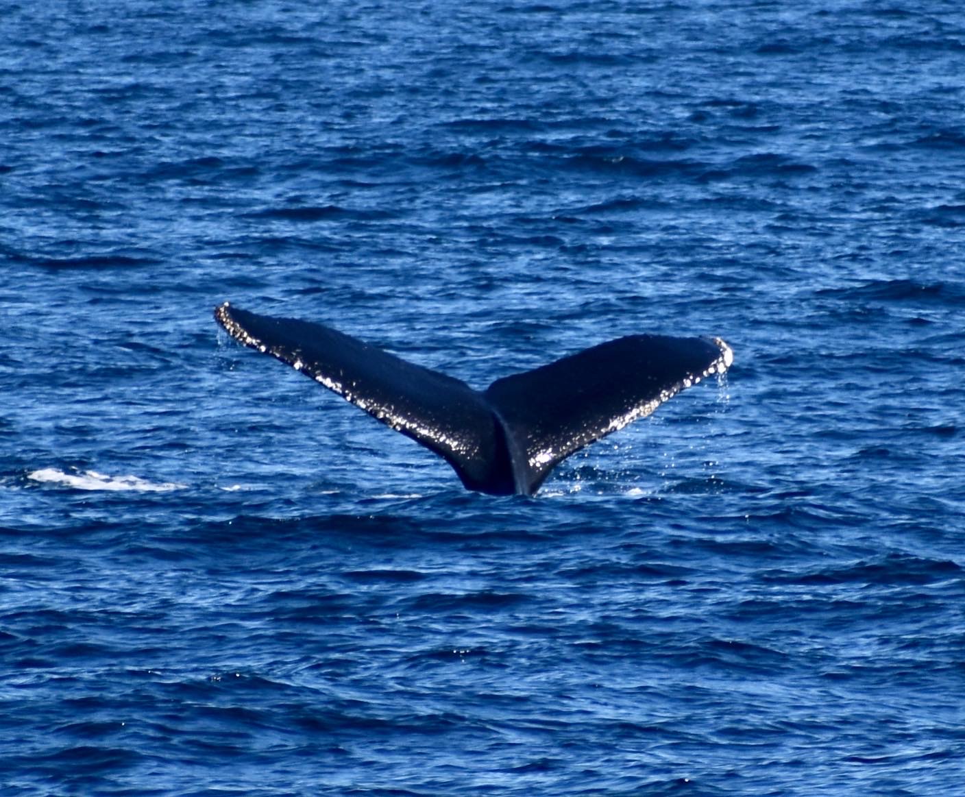Humpback Whale, January 2, 2022