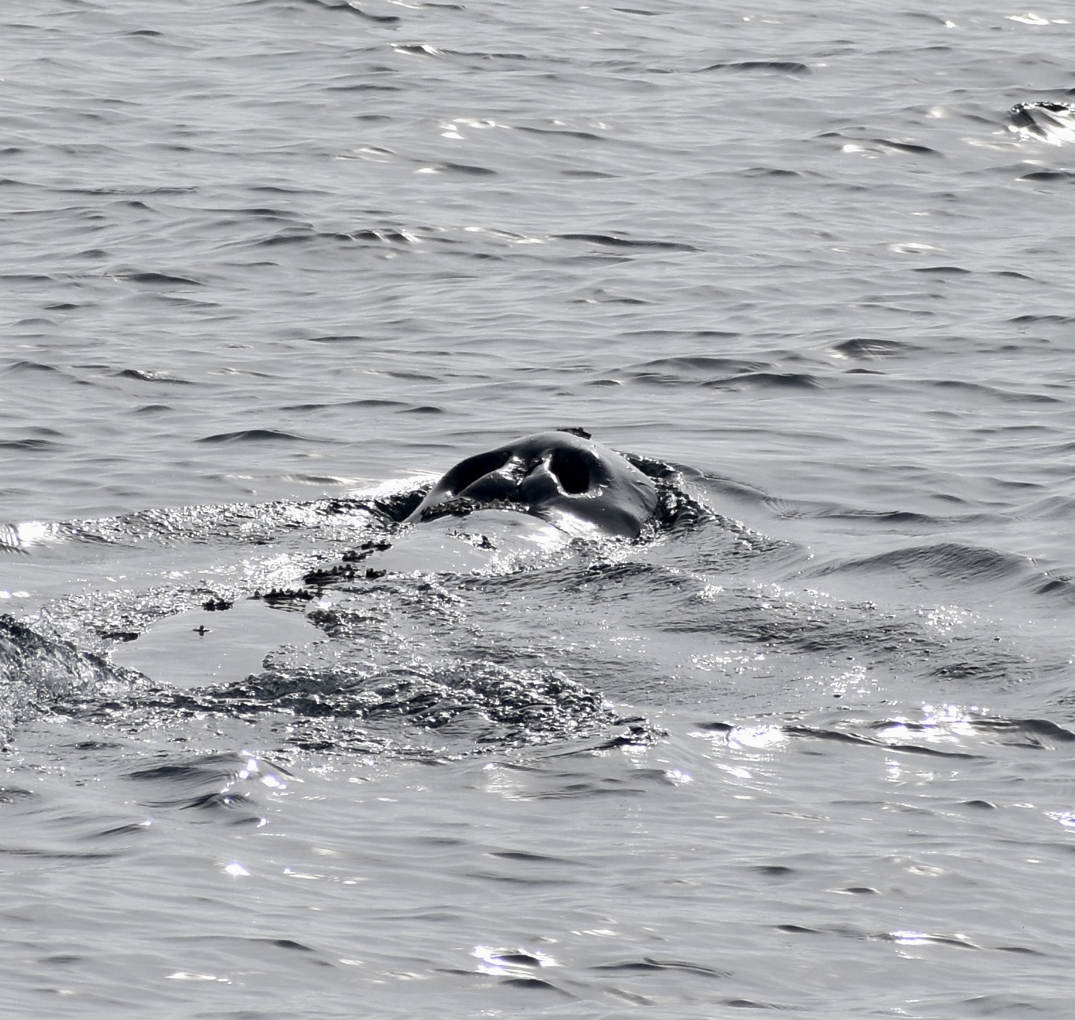 Gray Whale Spout 1-5-2022 Sidney Minges