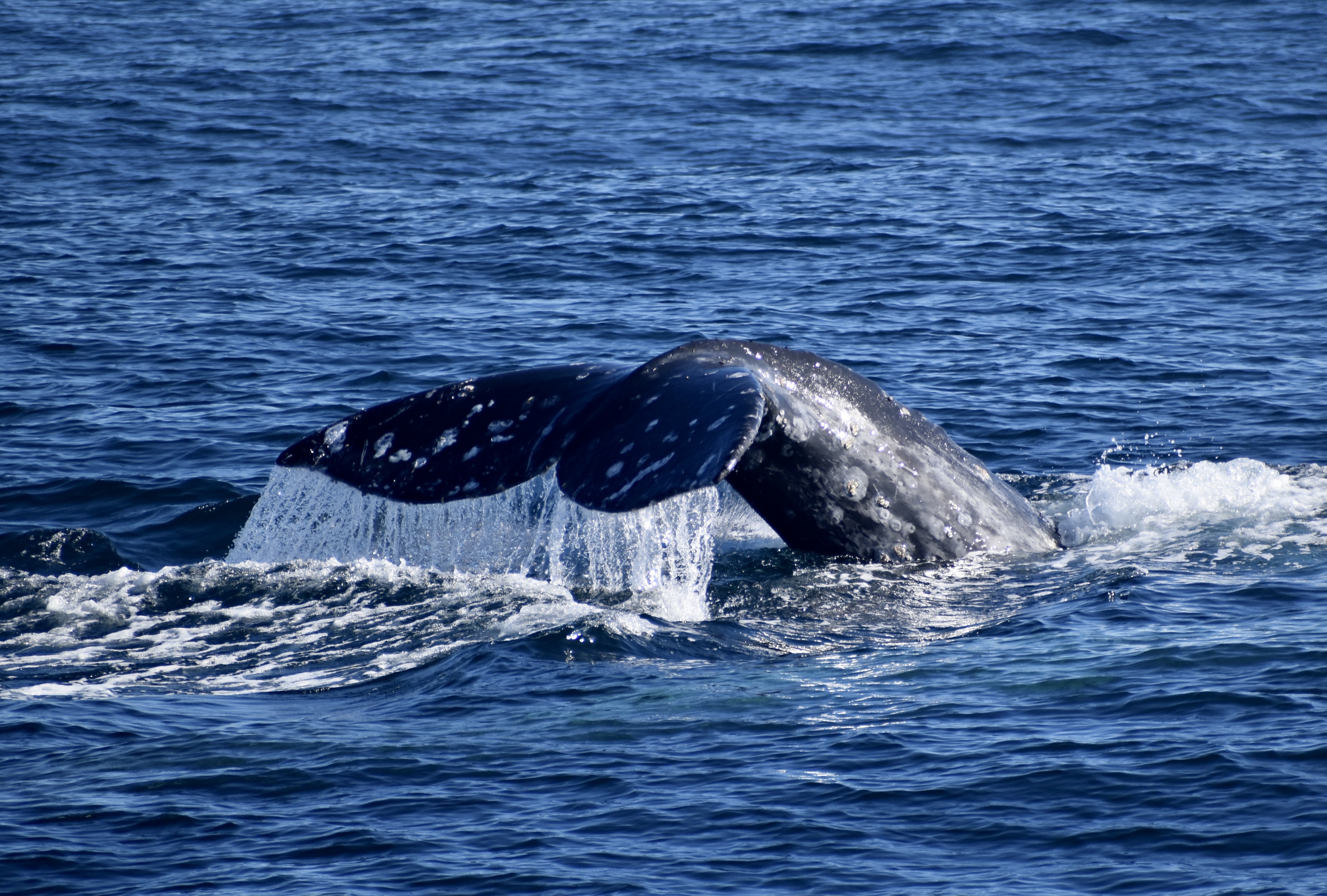 Gray Whale1-5-2022 Sidney Minges