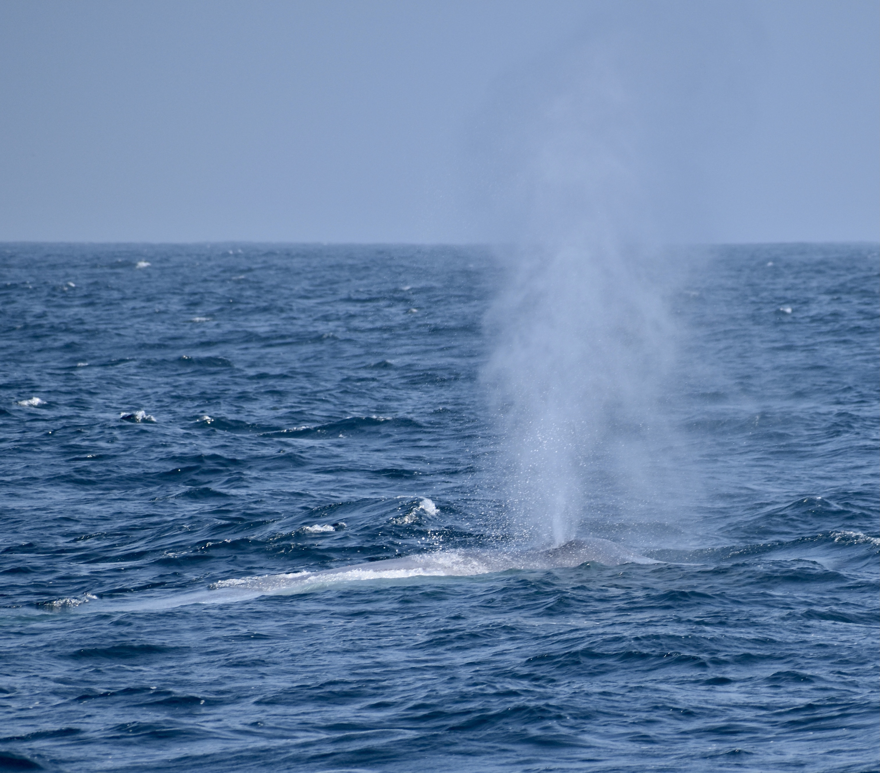 blue whale august 15 2021 monterey bay