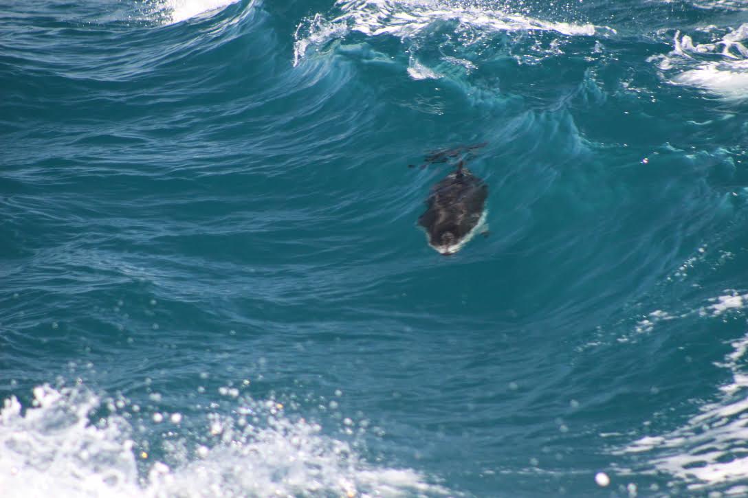 Dolphin Monterey Bay
