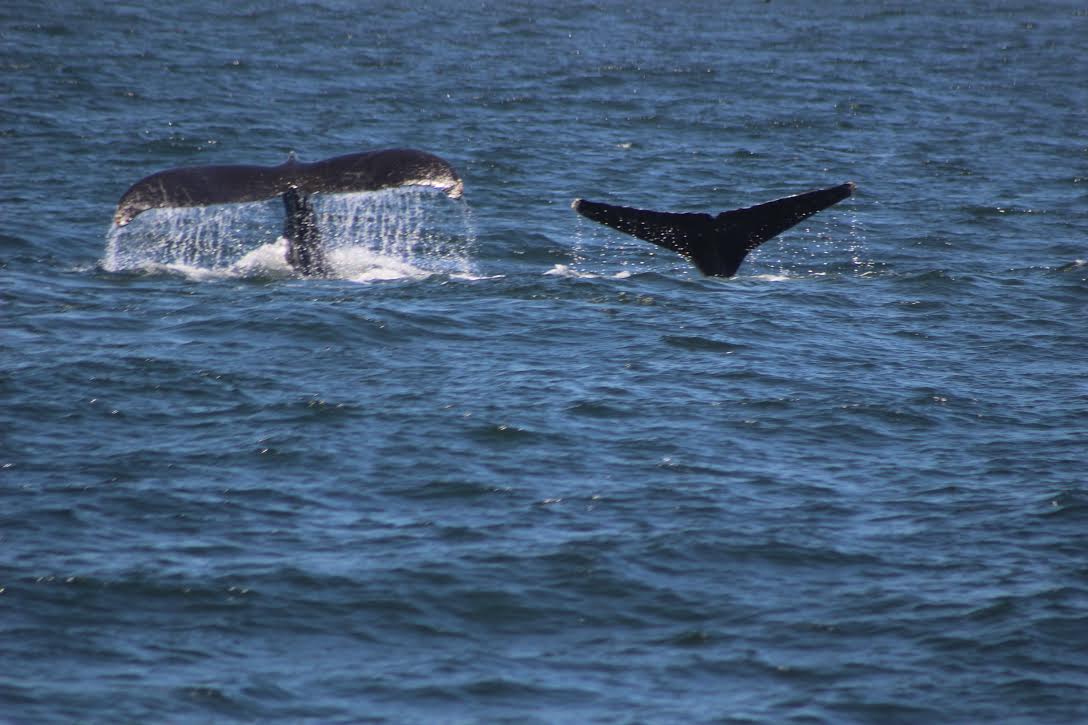 humpback whales monterey june 2018