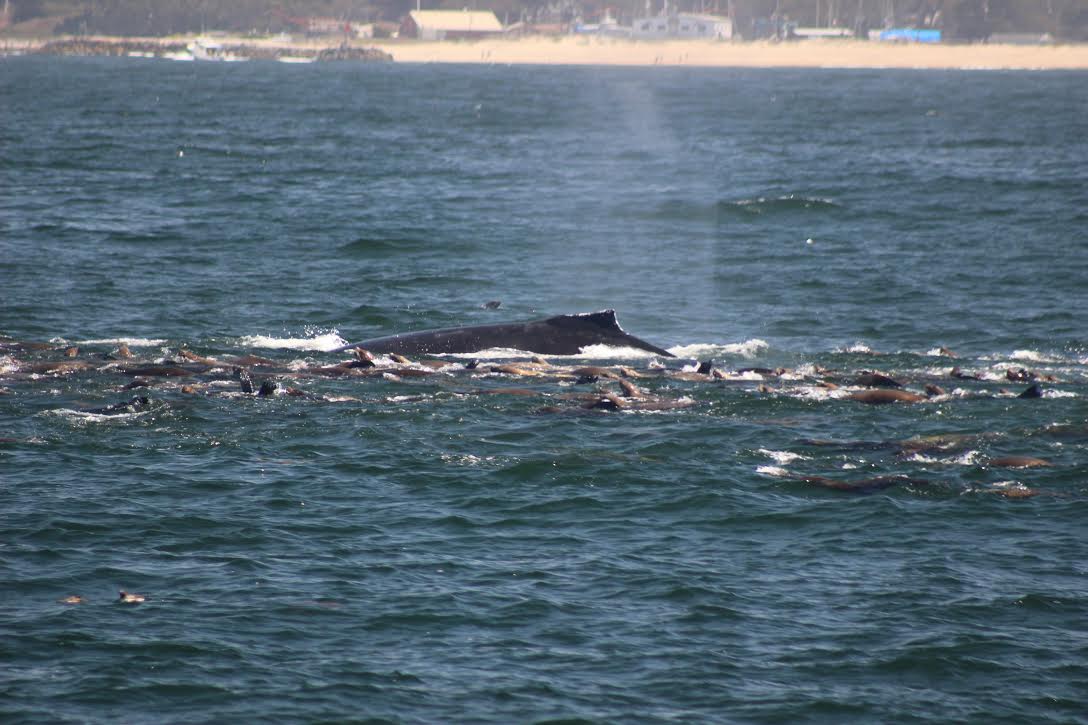 monterey whale watching