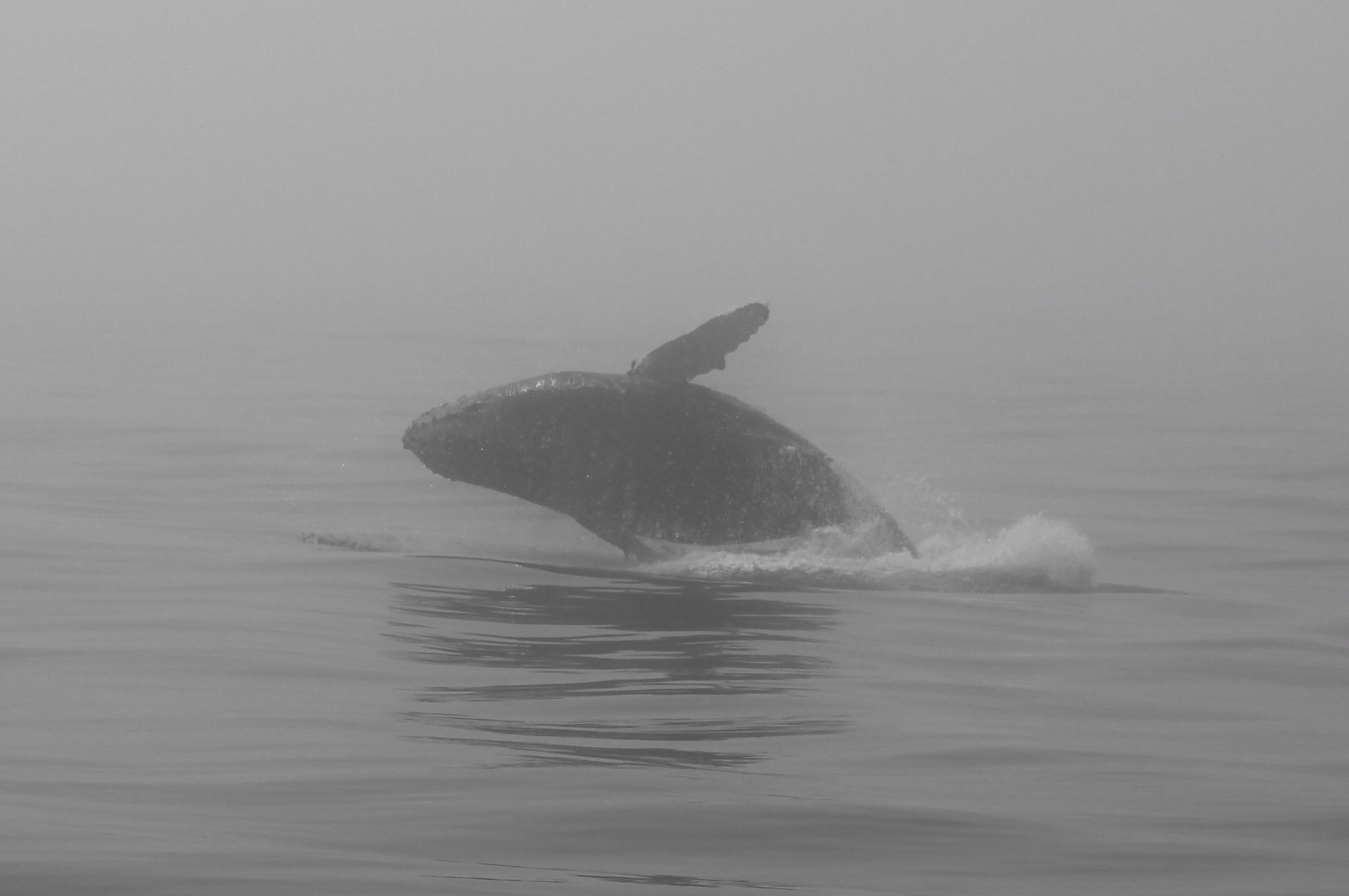 Humpback whale breach Monterey Bay 9-22-18