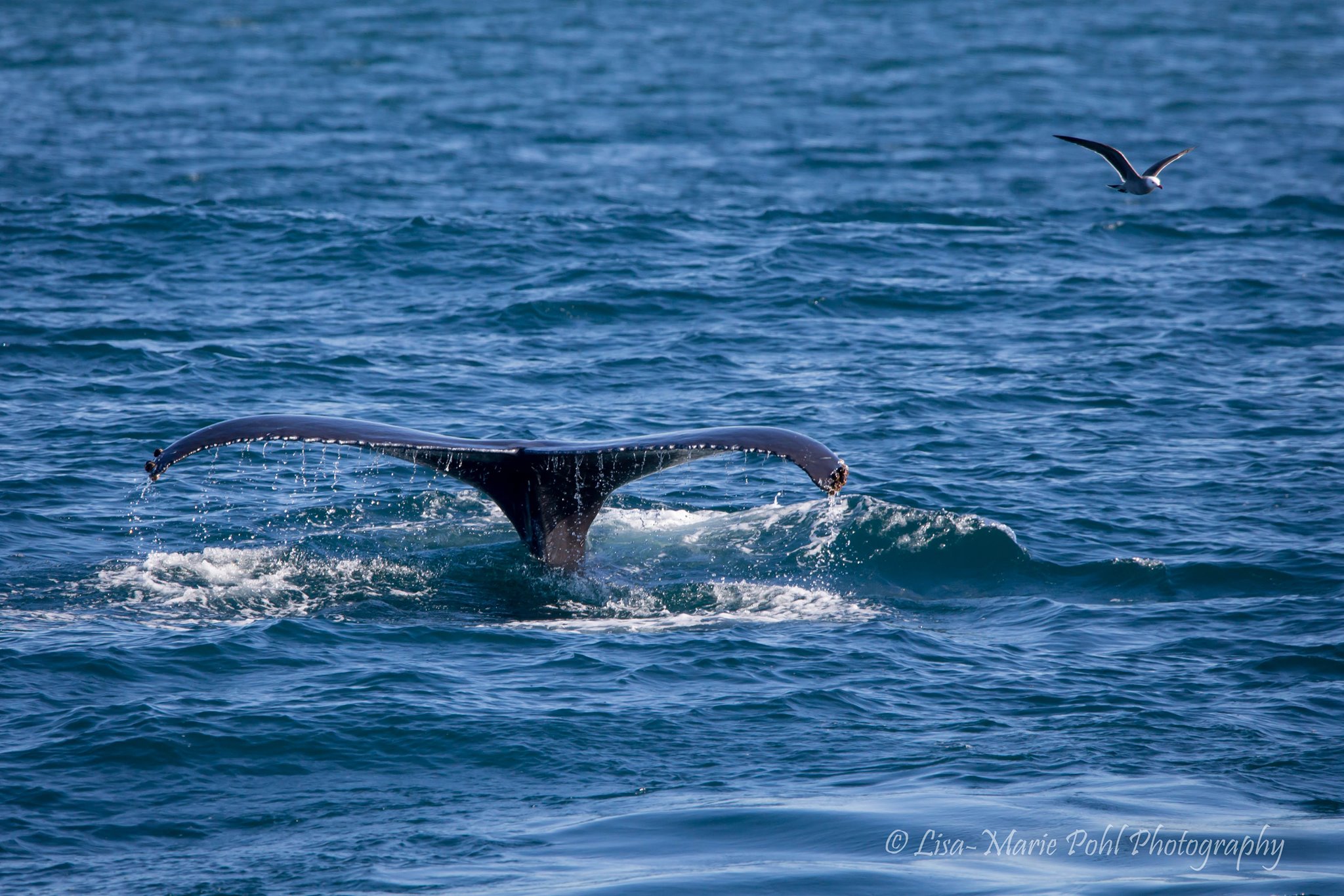 humpback whale tail santa cruz california december 2019