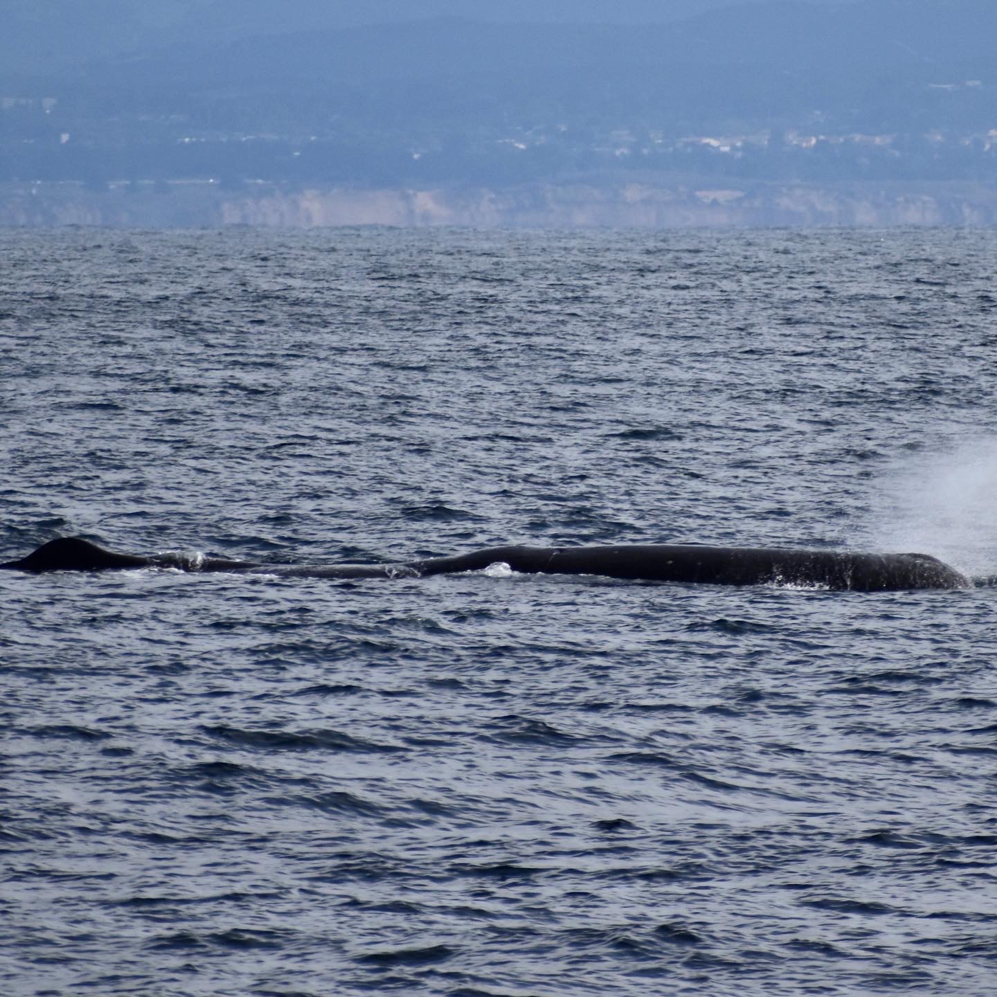 sperm whale 12-28-2021 monterey bay