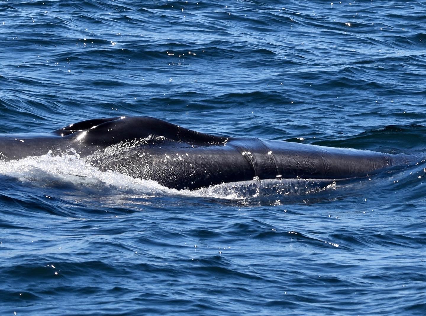 Fin Whale Head