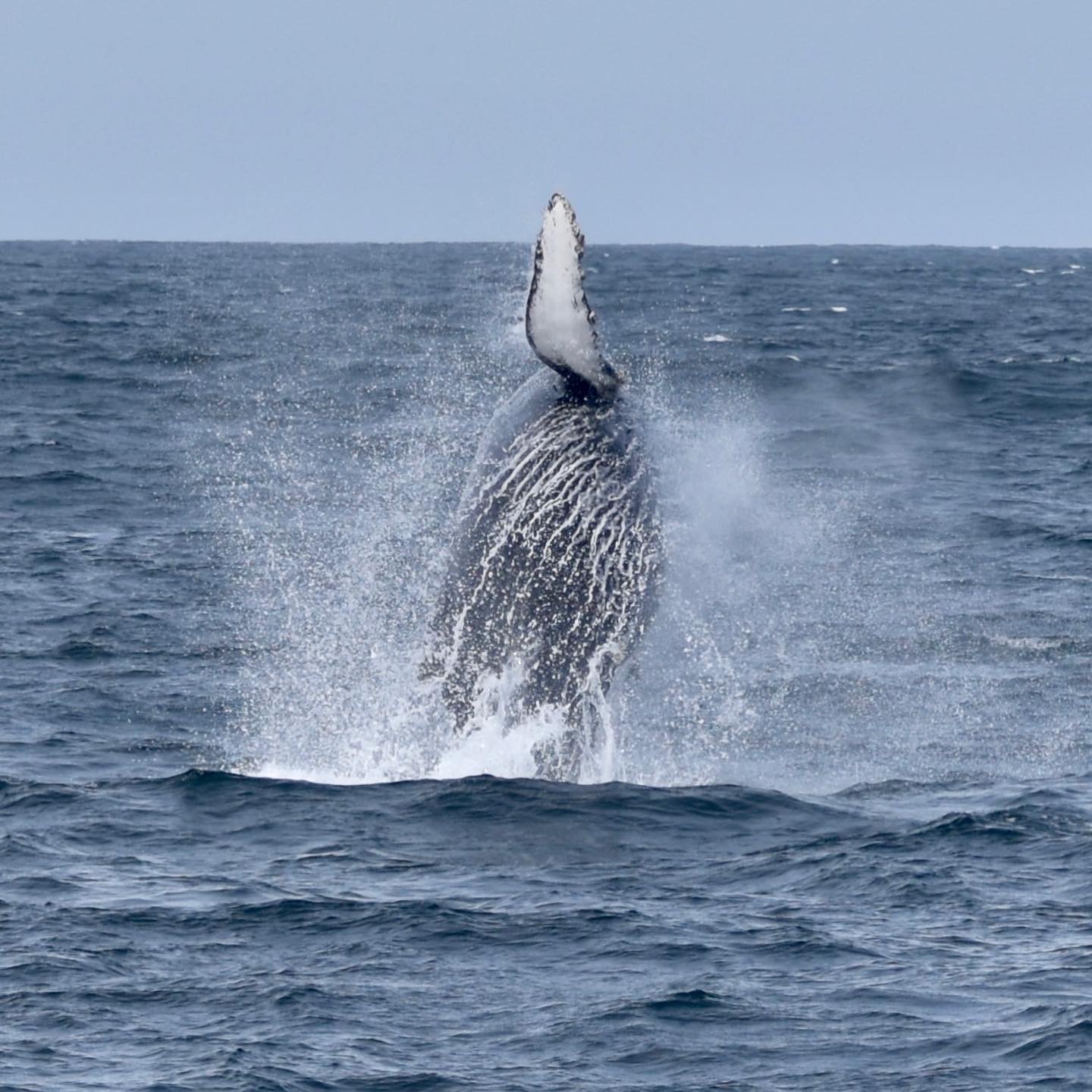 Juvenile Humpback Whale Breach 2